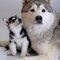 Julia Timoshyk