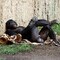 Vladon841