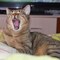 cameracat