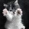 ласковый котик