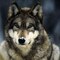 AlexWulf