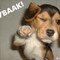 ШАК