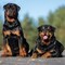 виталя23