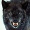 WOLF_77