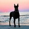 doberman_82