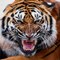 Ахмед Tiger