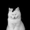 The_Cat