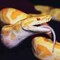 -Snake-