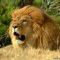 --LION--
