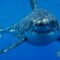 Антон361