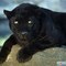 Шумилкина