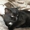 cats13