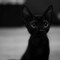 SonneKatze