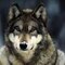 wulfalex3