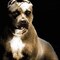 Pitdog