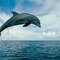 Delfin 777