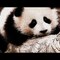 Xiongmao