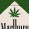 ShMarlboro