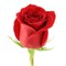 rosa1