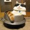 Котярич