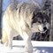 RusLan_95