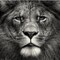 Lion-BY