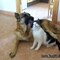 Твой котёнок
