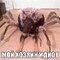 Georgy Gon