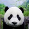 Panda0707