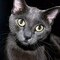 котёнок-таня