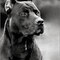 Upset