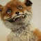 FoxWook