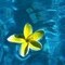 yellow flower
