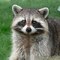 Positive Raccoon