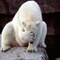 bobfishbig