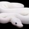 -snakes-