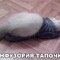 инфузорияТапочка
